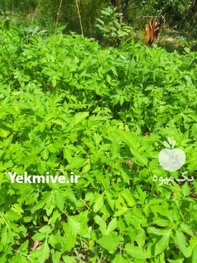 نشا گوجه فرنگی در صومعه سرا در گروه خرید و فروش نشا در یکمیوه -عکس1
