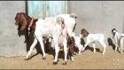 چند عدد بز پاکستانی همش دوقلو در ایمانشهر در گروه گاو و گوسفند و میش و بز کهره گوساله در یکمیوه