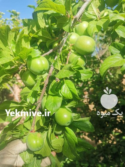 فروش آلوچه باغی در شیراز در گروه فرآورده های آلو و آلوچه در یکمیوه -عکس1