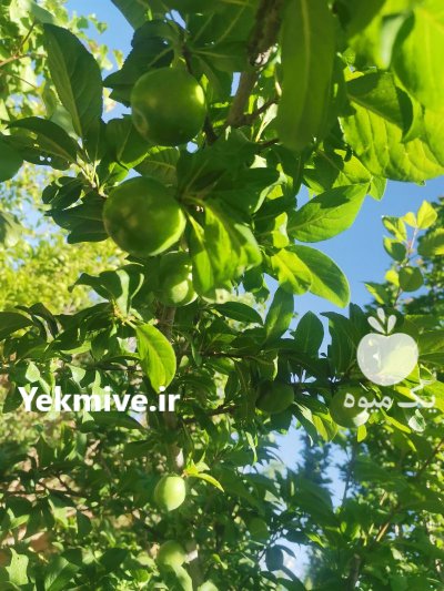 فروش آلوچه باغی در شیراز در گروه فرآورده های آلو و آلوچه در یکمیوه -عکس2