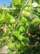 فروش آلوچه باغی در شیراز در گروه فرآورده های آلو و آلوچه در یکمیوه