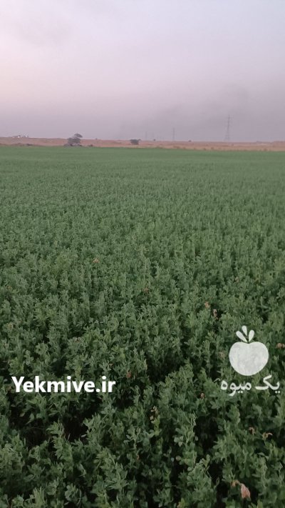 یونجه در اهواز در گروه خوراک دام و طیور در یکمیوه -عکس1
