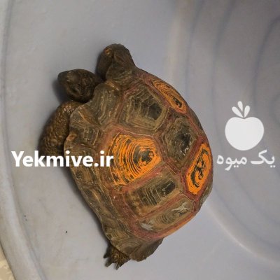 لاک پشت خاکی در مشهد در گروه حیوانات خانگی در یکمیوه -عکس1