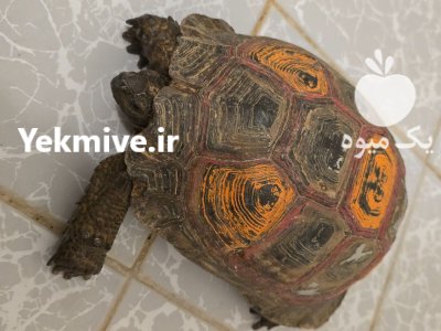 لاک پشت خاکی در مشهد در گروه حیوانات خانگی در یکمیوه -عکس2