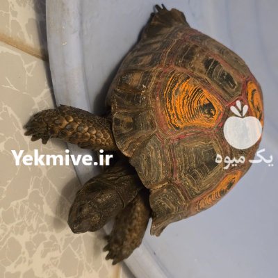 لاک پشت خاکی در مشهد در گروه حیوانات خانگی در یکمیوه -عکس3