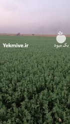 یونجه در اهواز در گروه خوراک دام و طیور در یکمیوه