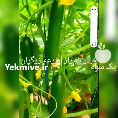 فروش خیار لوکس گلخانه در مرودشت در گروه خرید و فروش خیار در یکمیوه -عکس1