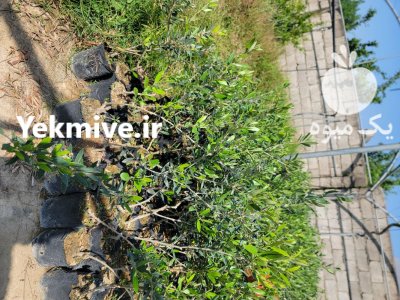 فروش نهال در ساری در گروه خرید و فروش نهال زیتون در یکمیوه -عکس2