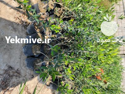 فروش نهال در ساری در گروه خرید و فروش نهال زیتون در یکمیوه -عکس3