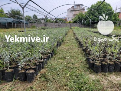 فروش نهال در ساری در گروه خرید و فروش نهال زیتون در یکمیوه -عکس4