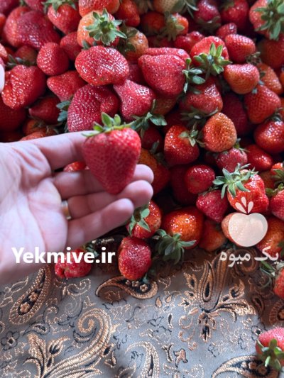 توت فرنگی درجه یک کردستان باروس در سنندج در گروه خرید و فروش توت فرنگی در یکمیوه -عکس1