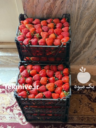 توت فرنگی درجه یک کردستان باروس در سنندج در گروه خرید و فروش توت فرنگی در یکمیوه -عکس3