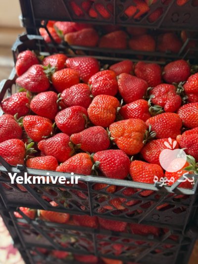 توت فرنگی درجه یک کردستان باروس در سنندج در گروه خرید و فروش توت فرنگی در یکمیوه -عکس4