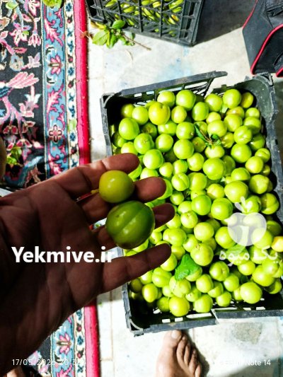 گوجه سبز در فومن در گروه خرید و فروش آلو در یکمیوه -عکس1