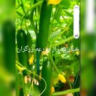 فروش خیار لوکس گلخانه در مرودشت در گروه خرید و فروش خیار در یکمیوه