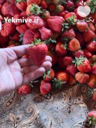 توت فرنگی درجه یک کردستان باروس در سنندج در گروه خرید و فروش توت فرنگی در یکمیوه
