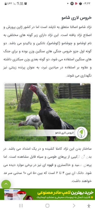 خریدار جوجه افغان در تبریز در گروه مرغ و خروس و بوقلمون و اردک قو قاز در یکمیوه -عکس1