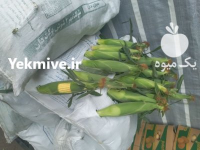 بلال اکسنت مسنجر تایسون در کرج در گروه خرید و فروش ذرت در یکمیوه -عکس1