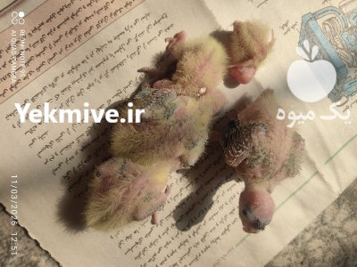جفت مولد عروس هلندی در تهران در گروه خرید و فروش انواع پرنده در یکمیوه -عکس2
