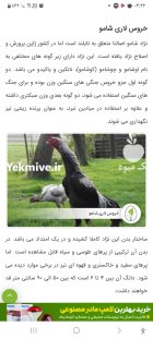 خریدار جوجه افغان در تبریز در گروه مرغ و خروس و بوقلمون و اردک قو قاز در یکمیوه