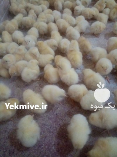 فروش جوجه 2 و 3 روزه در اصفهان در گروه مرغ و خروس و بوقلمون و اردک قو قاز در یکمیوه -عکس1