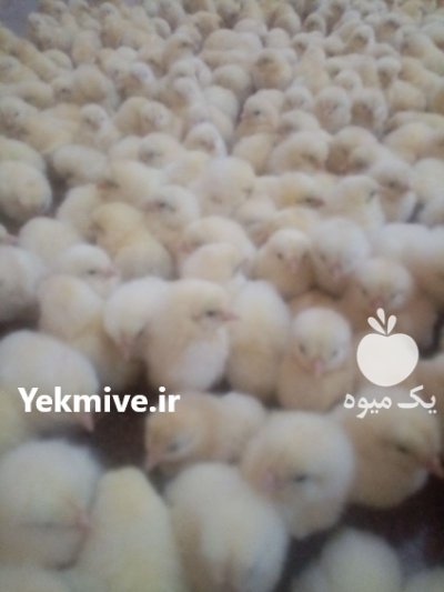 فروش جوجه 2 و 3 روزه در اصفهان در گروه مرغ و خروس و بوقلمون و اردک قو قاز در یکمیوه -عکس2