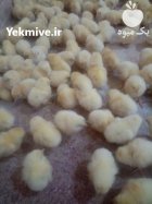 فروش جوجه 2 و 3 روزه در اصفهان در گروه مرغ و خروس و بوقلمون و اردک قو قاز در یکمیوه