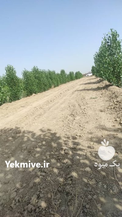 فروش باغ میوه در اسلامشهر در گروه خرید و فروش باغ و باغچه در یکمیوه -عکس1