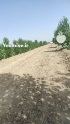 فروش باغ میوه در اسلامشهر در گروه خرید و فروش باغ و باغچه در یکمیوه