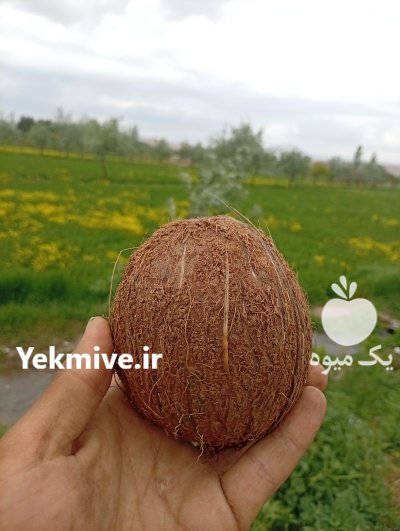 فروش عمده و خرده نارگیل تازه در تبریز در گروه خرید و فروش نارگیل آناناس در یکمیوه -عکس1