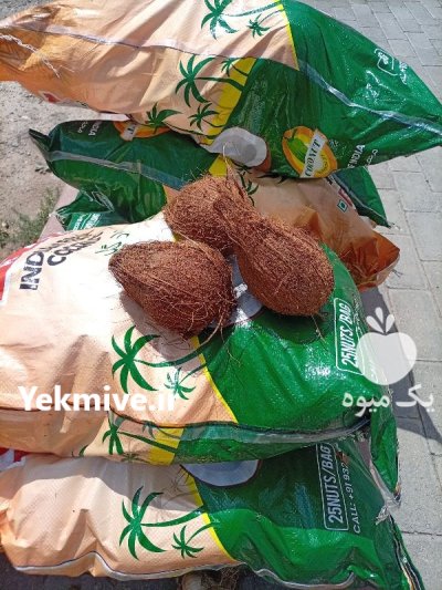 فروش عمده و خرده نارگیل تازه در تبریز در گروه خرید و فروش نارگیل آناناس در یکمیوه -عکس3