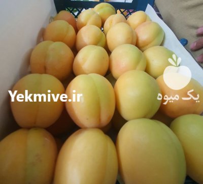 زرد آلو صادراتی سوپر در شهریار در گروه خرید و فروش زردآلو در یکمیوه -عکس1