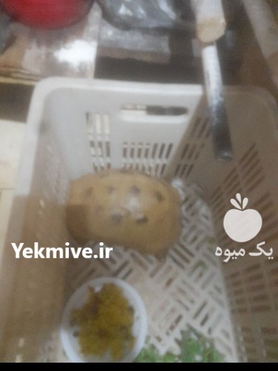لاکپشت ماده در شهر جدید صدرا در گروه حیوانات خانگی در یکمیوه -عکس1