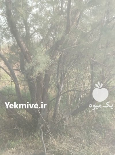 ده هکتار درخت طاق با مجوز در اهواز در گروه خرید و فروش چوب درخت در یکمیوه -عکس1