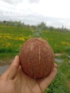 فروش عمده و خرده نارگیل تازه در تبریز در گروه خرید و فروش نارگیل آناناس در یکمیوه