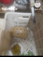 لاکپشت ماده در شهر جدید صدرا در گروه حیوانات خانگی در یکمیوه