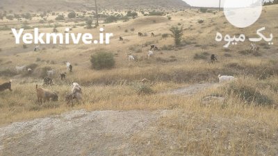 حیوان بز جوان در لیکک در گروه گاو و گوسفند و میش و بز کهره گوساله در یکمیوه -عکس1