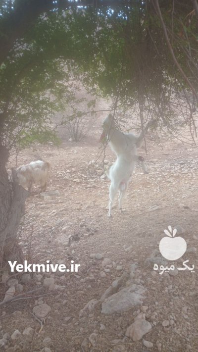 حیوان بز جوان در لیکک در گروه گاو و گوسفند و میش و بز کهره گوساله در یکمیوه -عکس2