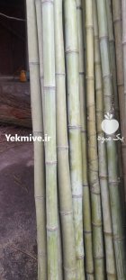 نی بامبو یا نی خیزران در ساری در گروه خرید و فروش نهال بامبو در یکمیوه