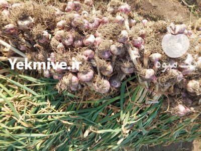 سیر خشک تمیز در پارس آباد در گروه خرید و فروش سیر در یکمیوه -عکس1