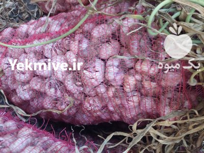 سیر خندان 3 تن و سیر سورت شده در پارس آباد در گروه خرید و فروش سیر در یکمیوه -عکس1