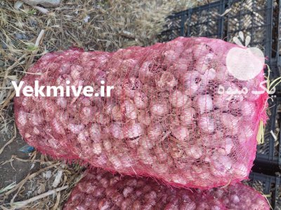 سیر خندان 3 تن و سیر سورت شده در پارس آباد در گروه خرید و فروش سیر در یکمیوه -عکس3