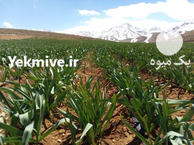 فروش موسیر پلاک در فریدونشهر در گروه خرید و فروش سیر در یکمیوه -عکس2