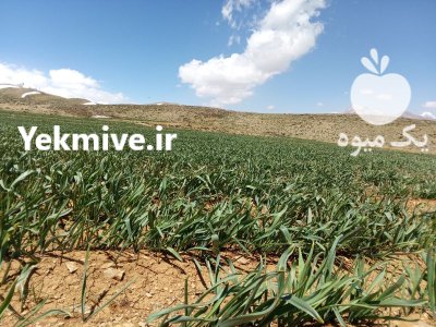فروش موسیر پلاک در فریدونشهر در گروه خرید و فروش سیر در یکمیوه -عکس4