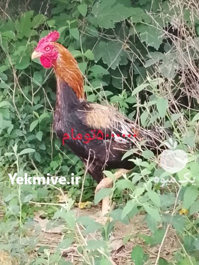 خروس لاری در رشت در گروه مرغ و خروس و بوقلمون و اردک قو قاز در یکمیوه -عکس1