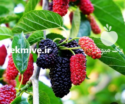 توت سیاه در بومهن در گروه خرید و فروش توت در یکمیوه -عکس1