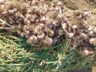 سیر خشک تمیز در پارس آباد در گروه خرید و فروش سیر در یکمیوه