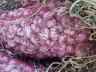 سیر خندان 3 تن و سیر سورت شده در پارس آباد در گروه خرید و فروش سیر در یکمیوه