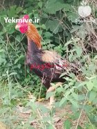 خروس لاری در رشت در گروه مرغ و خروس و بوقلمون و اردک قو قاز در یکمیوه