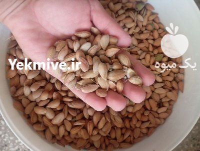 بادام کوهی در دهدشت در گروه خرید و فروش بادام در یکمیوه -عکس1